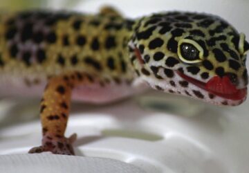 kisallat vagy szobadisz