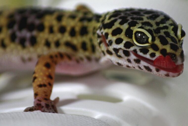 kisallat vagy szobadisz