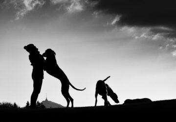 kutya farokcsovalas 2