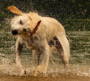 kutya vizet lerazza 2