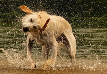 kutya vizet lerazza 2