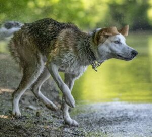 Miért rázza le magáról a vizet a kutya?