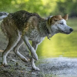 Miért rázza le magáról a vizet a kutya?
