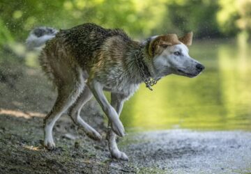 Miért rázza le magáról a vizet a kutya?