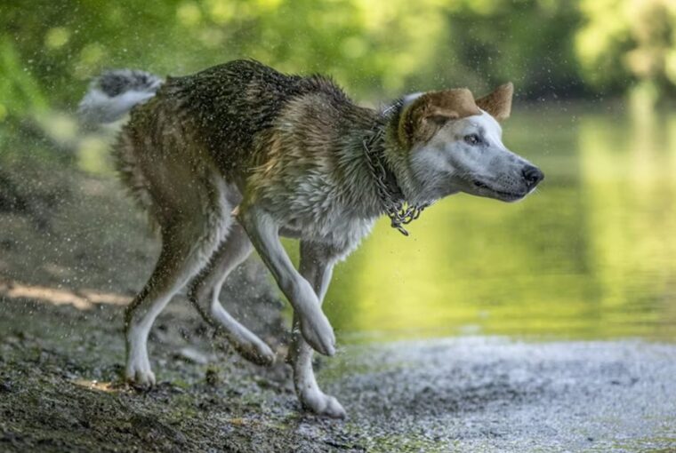 Miért rázza le magáról a vizet a kutya?
