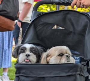 kutyababakocsi jelenseg