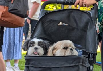 kutyababakocsi jelenseg