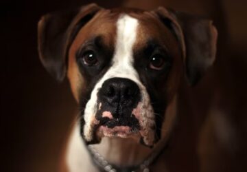 kutyad mar jobban ert a mimikadhoz