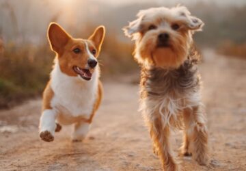 kutyak kozotti beszelgetes szabalyai