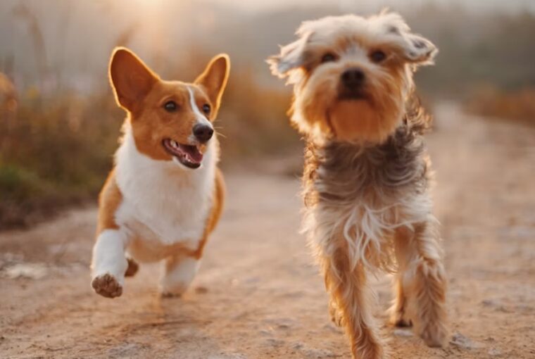 kutyak kozotti beszelgetes szabalyai