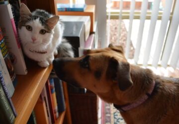 lakasmeret es allattartas