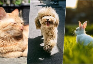 leeghet a kisallat a napon 5