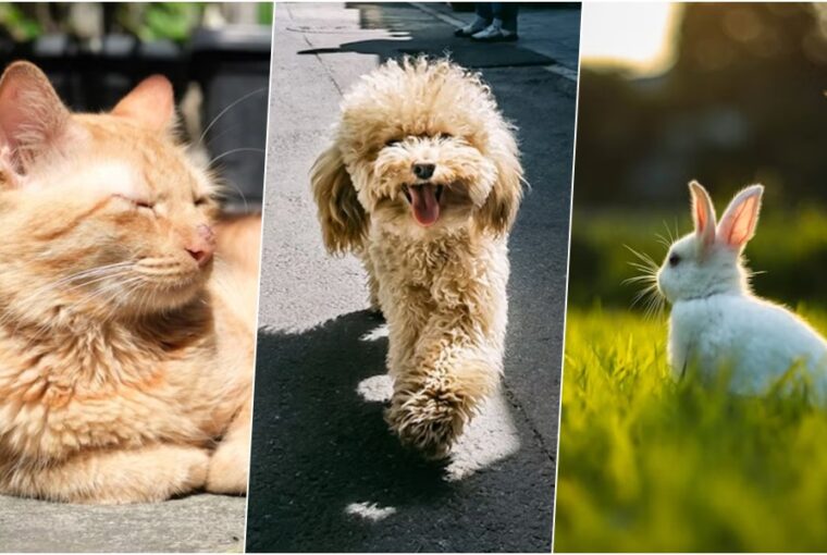 leeghet a kisallat a napon 5