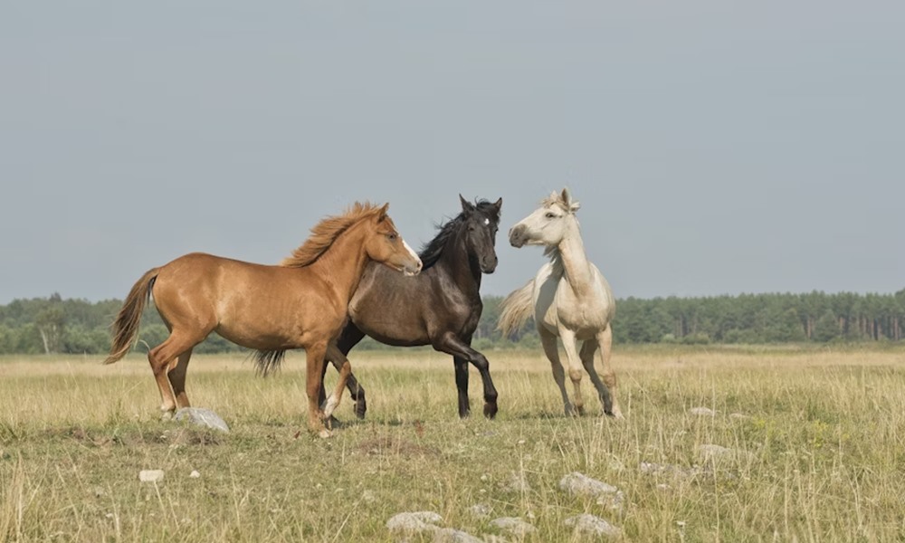 lovak tarsas elete 3 lovak tarsas elete 3