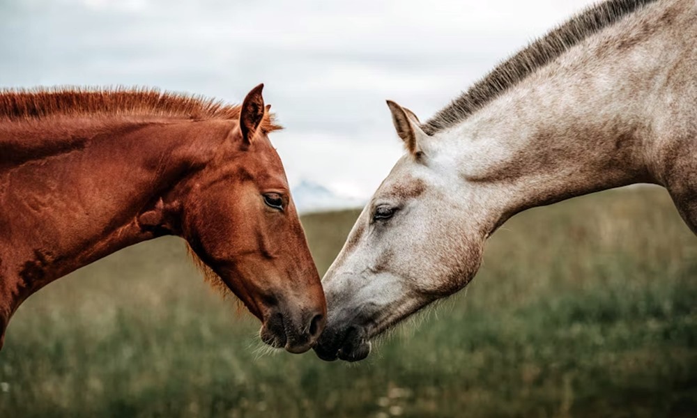 lovak tarsas elete 5 lovak tarsas elete 5