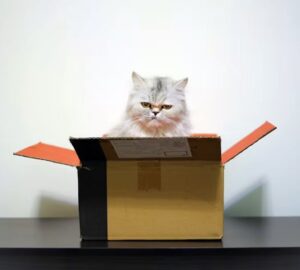 macskak furcsa targymaniaja