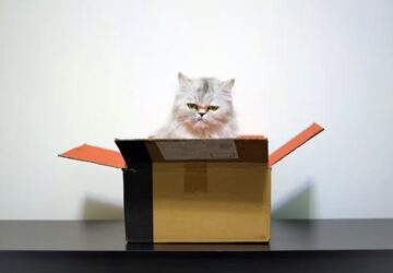 macskak furcsa targymaniaja