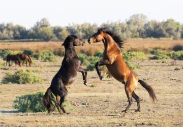 A lovak társas élete