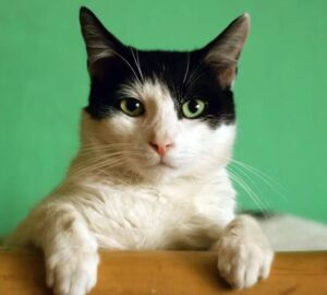 miert nez hulyenek a macskad 1