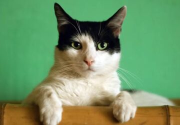 miert nez hulyenek a macskad 1