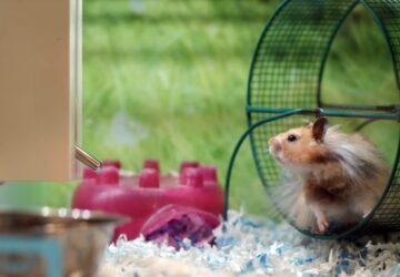 mit gondolhat a horcsog amikor egesz ejjel fut