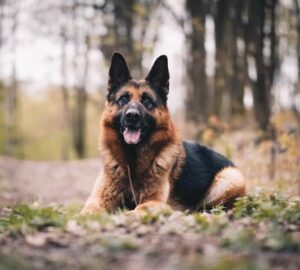 nemet juhaszkutya intelligencia huseg