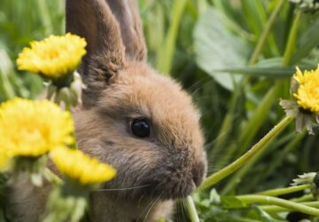 nyul vagy marslako 2