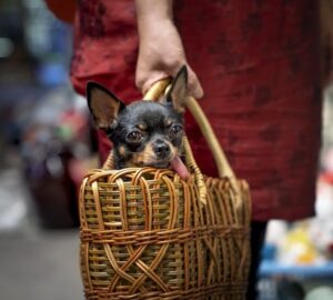 tenyeszto igazi szakember vagy csak szaporito