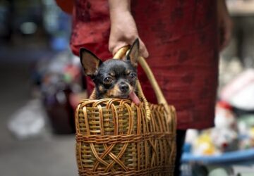 tenyeszto igazi szakember vagy csak szaporito