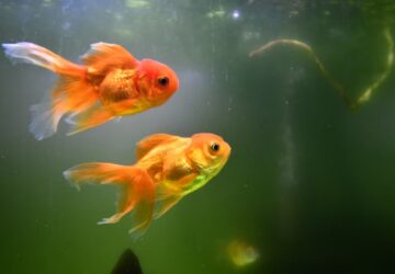 tudnak e pletykalni az aranyhalak 1
