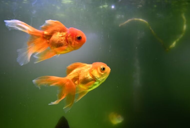 tudnak e pletykalni az aranyhalak 1