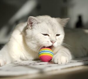 amikor a cica is labdat hoz