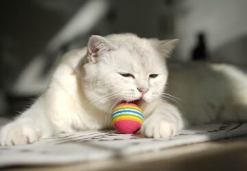 amikor a cica is labdat hoz