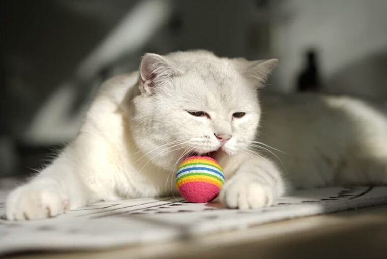 amikor a cica is labdat hoz