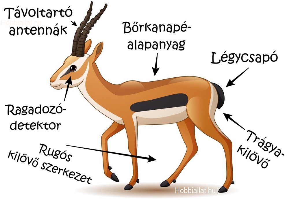 antilop reszei antilop reszei