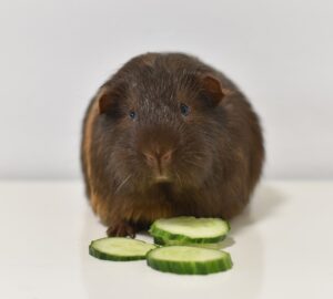 antropomorfizmus a hobbiallatoknal