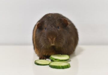 antropomorfizmus a hobbiallatoknal