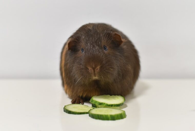 antropomorfizmus a hobbiallatoknal