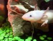 Hüllő vagy hal? – Az axolotl nyomában