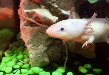Hüllő vagy hal? – Az axolotl nyomában