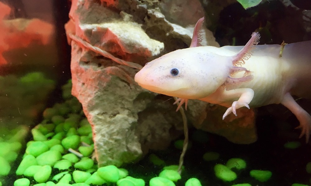 Hüllő vagy hal? – Az axolotl nyomában