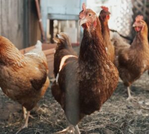 baromfiudvar pszichologiaja 1