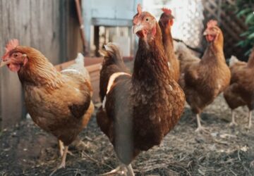 baromfiudvar pszichologiaja 1