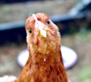 baromfiudvar pszichologiaja