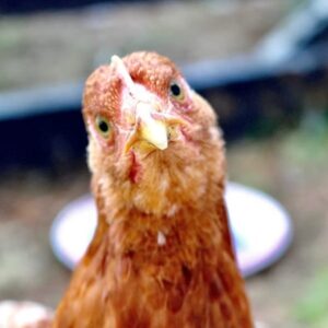 baromfiudvar pszichologiaja