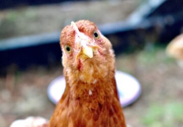 baromfiudvar pszichologiaja