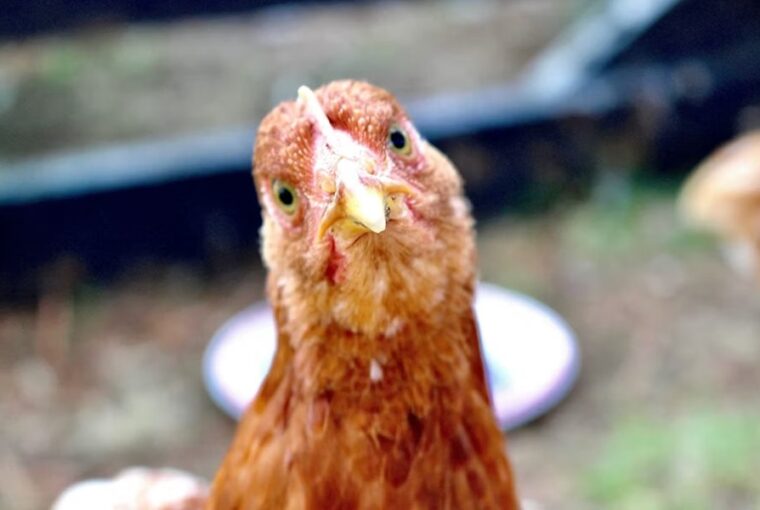 baromfiudvar pszichologiaja