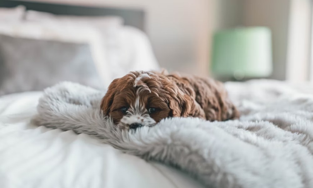 cavapoo a kiskutya 1 cavapoo a kiskutya 1