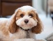 A Cavapoo – a kiskutya