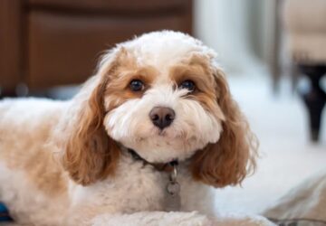 cavapoo a kiskutya 2